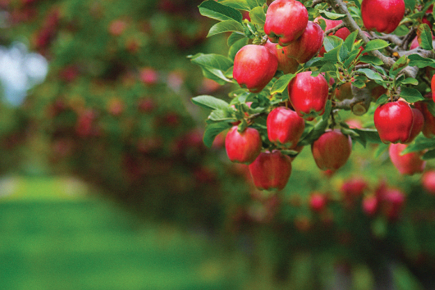 Удобрения для растений на Wildberries